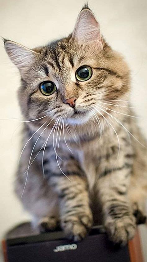 310 tabby cats ideas cats cute cats cats and kittens