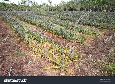 Pineapple Plant Field Phuket Thailand Stock Photo 77129809 Shutterstock