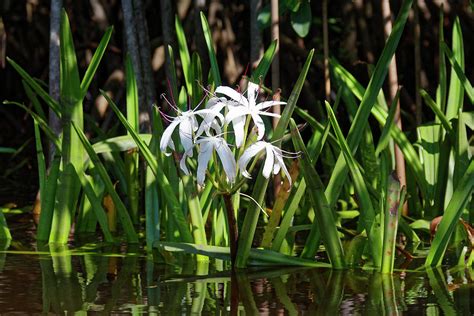 Swamp Lilies Photograph By Sally Weigand Pixels