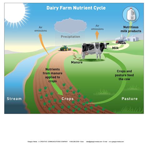 Dairy Farm Nutrient Cycle Sustainability Nutrient Cycle Science