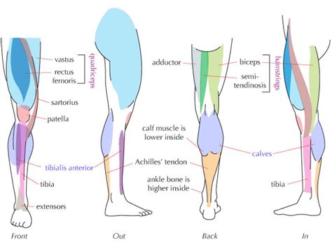Leg Muscle Diagram Simple Human Leg Muscles Diagram Human Leg