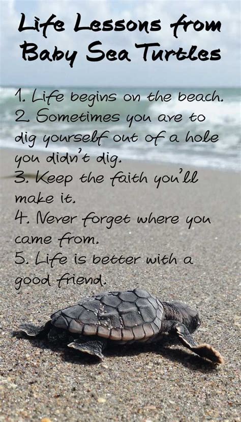 Life Lessons From Baby Sea Turtles Turtle Quotes Baby Sea Turtles
