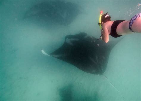 Reef Manta Rays Make Long Term Use Of Marine Protected Areas
