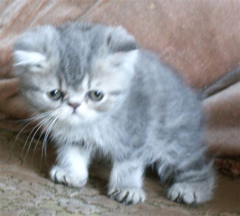 Classics on autotrader helps you find new exotic cars for sale through classifieds posted by if you're lucky, you can even find a great deal on a cheap exotic car for sale near you! male ultra exotic shorthair kitten | Norwich, Norfolk ...
