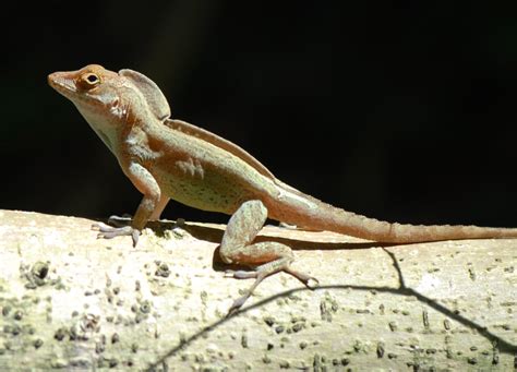 How Will Global Warming Affect Lizards A Detailed Physiological Study