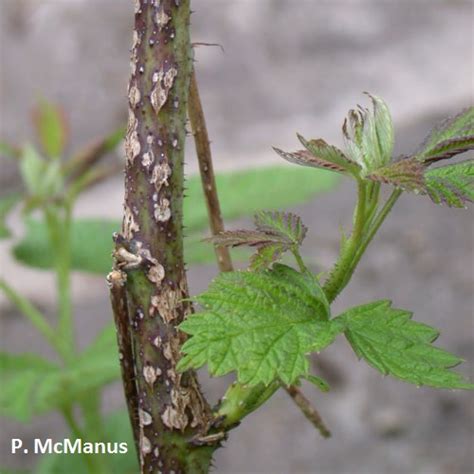 Fruit Raspberry Ipm Anthracnose Center For Agriculture Food And