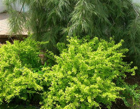 Landscape Basics 8 Inch Yellow Barberry Shrub The Home Depot Canada