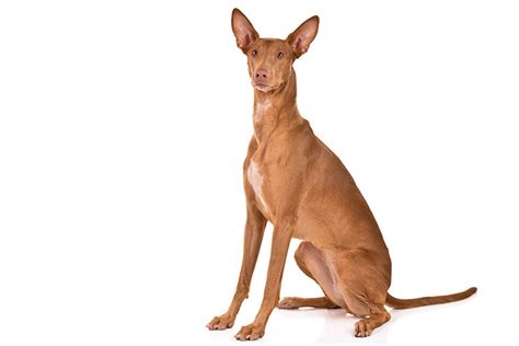pharaoh hound dog breed information