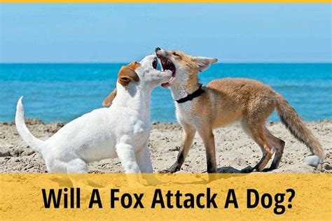 Will A Fox Attack A Dog Things You Must Find Out Zooawesome