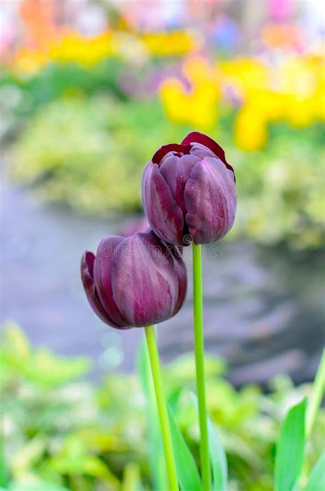 Dark Pink Tulips Stock Photo Image Of Keukenhof Bloom 30334344