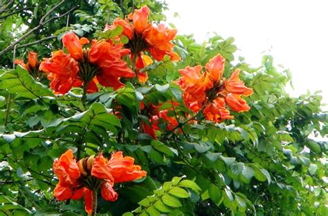 A good article on the flowering of bamboos. Ornamental & Tropical Flowering Tree: African Tulip