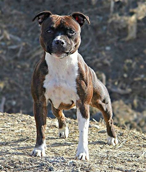 Pin by Ncolella on Staffys | American staffordshire bull terrier, Staff ...