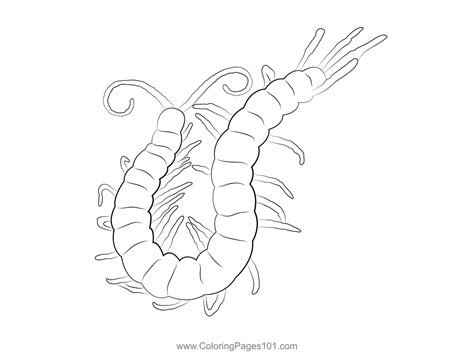 Centipede Coloring Page For Kids Free Centipedes Printable Coloring