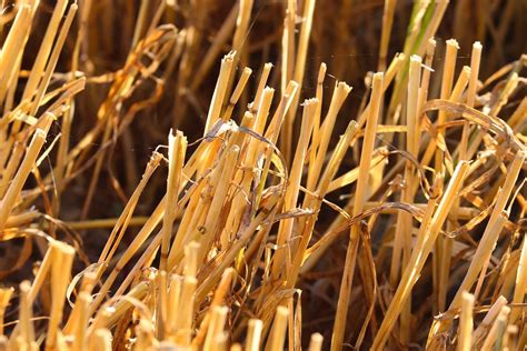 Straws Corn Stalks Harvest Free Photo On Pixabay