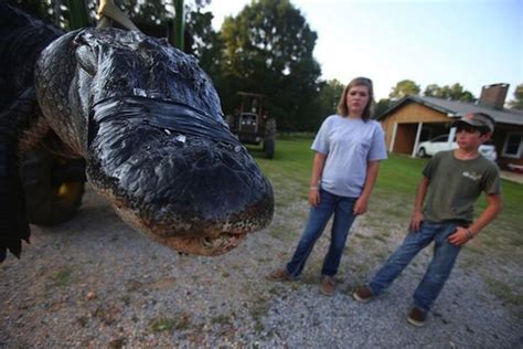 1000 Pound Alligator Animals