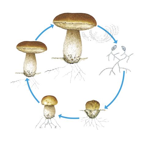 Mushroom Life Cycle How Mushrooms Grow DK Find Out