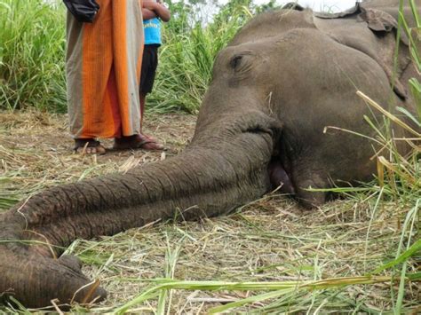 Sri Lanka Sept éléphants Découverts Morts Sans Doute Empoisonnés Sciences Et Avenir