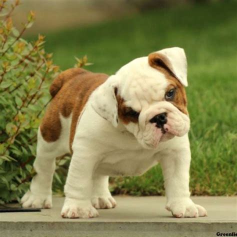 There are males and females, and a variety of colors. English Bulldog Puppies For Sale | Greenfield Puppies