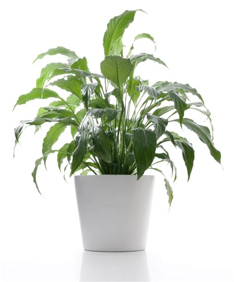 5 Best Plants For Your Office