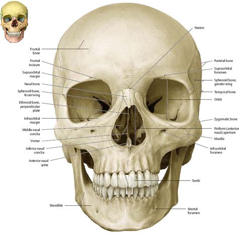 Bones Of The Head Atlas Of Anatomy