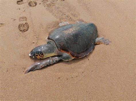 Νεκρή χελώνα καρέτα καρέτα στη Δυτική παραλία Καλαμάτας Messinia Live