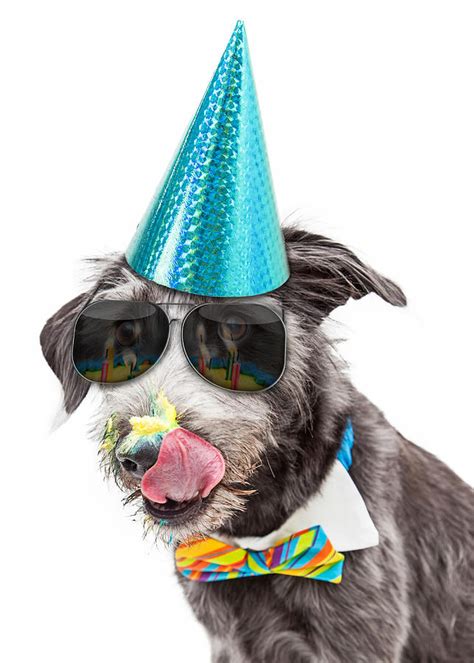 Funny Dog Eating Birthday Cake Photograph By Good Focused Fine Art