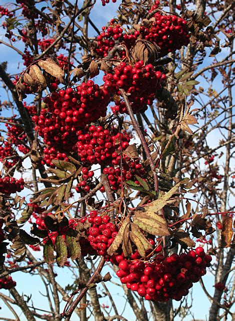 Rowan Berries © Anne Burgess Geograph Britain And Ireland