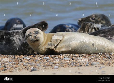 Young Common Seals On Horsey Beach Norfolk Stock Photo Alamy