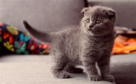 Animals Cats Kittens Cute Eyes Babies Wallpapers Hd Desktop And