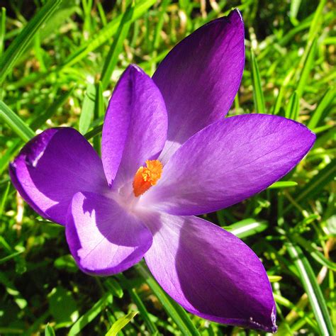Spring Crocus Flower