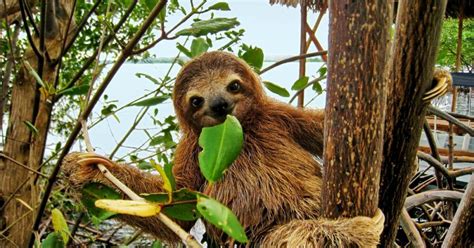 sloth sanctuary costa rica limón costa rica qué ver y hacer