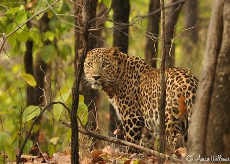 Tigers In India The Spotted Cat Leopard In Bandhavgarh