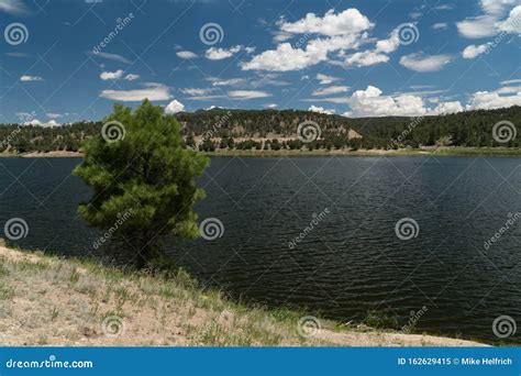 A Shoreline Tree At Quemado Lake Nm Stock Image Image Of Tourism