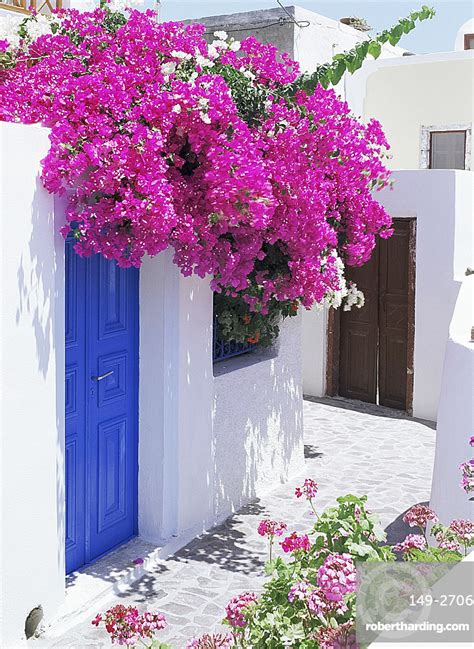 bougainvillea santorini cyclades greek islands stock photo