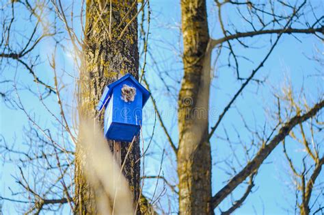 Birdhouse On A Tree In The Park Stock Image Image Of Spring Snow