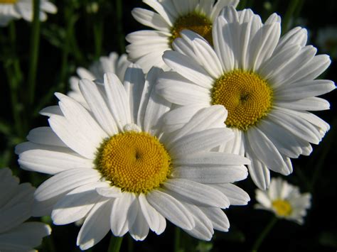 Close Up Photo Of White Daisy Flower Daisies Hd Wallpaper Wallpaper Flare