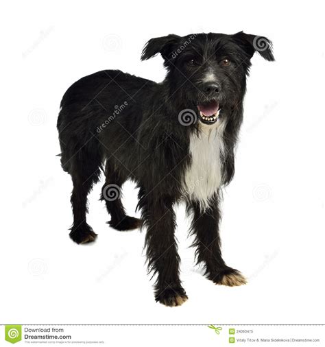 Shaggy Mixed Breed Dog Stock Image Image Of Looking