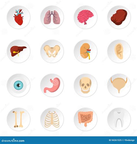 Human Organs Set Flat Icons Stock Vector Illustration Of Kidney