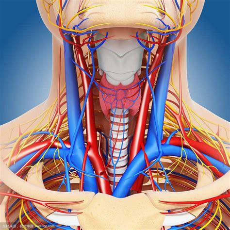 Blocked Artery In Neck Causes And Prevention