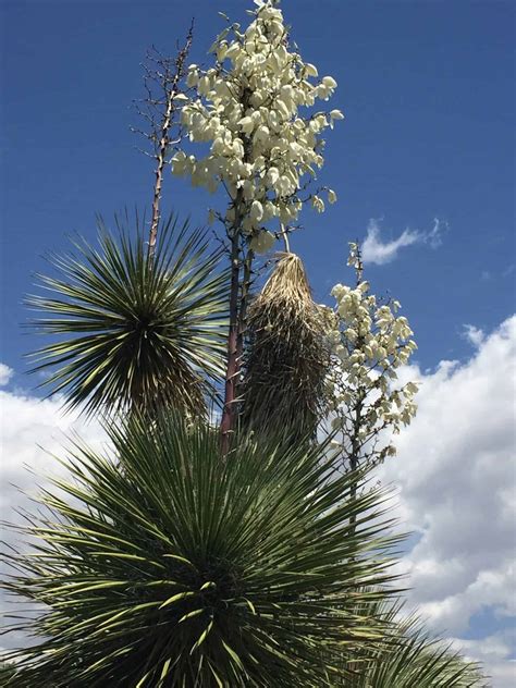 Yucca Plant Growing For Food Landscape Or Houseplant