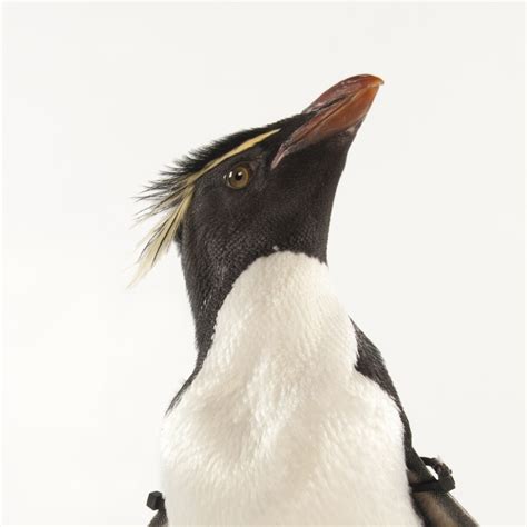 Southern Rockhopper Penguin National Geographic