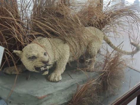 Complete List Of Extinct Big Cats From Tigers To Lions
