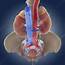 Urinary System Artwork  Stock Image C013/1578 Science Photo Library