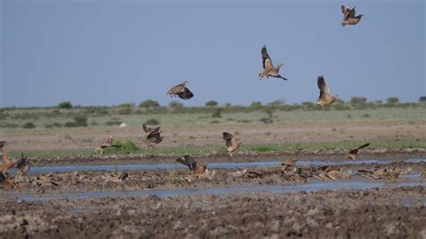 Group Of Sandgrouse Flying Away From Water Stock Footage Sbv 338973820