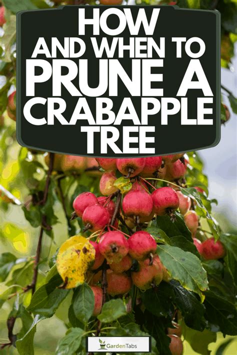 How And When To Prune A Crabapple Tree