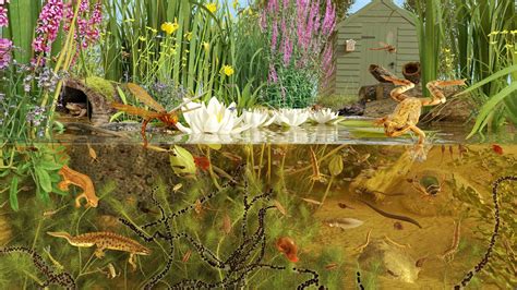 Pond Life Facts About Pond Habitats Plants And Animals Natural