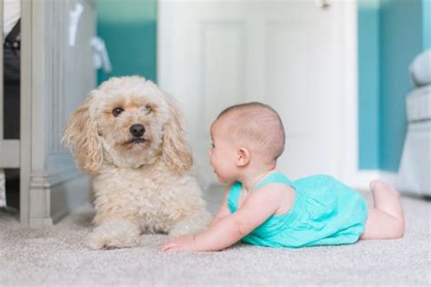 Tips On Introducing A Two Legged Baby To Your Fur Friends Dogslife