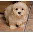 Funniest Maltipoo Puppies Pics Galerry  Pictures Of Animals 2016