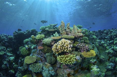 Study Identifies Reefs With Potential To Survive Climate Changes