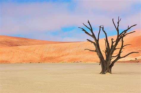 Dead Tree Namib Desert Namibia Stock Photo Image Of Nature Africa